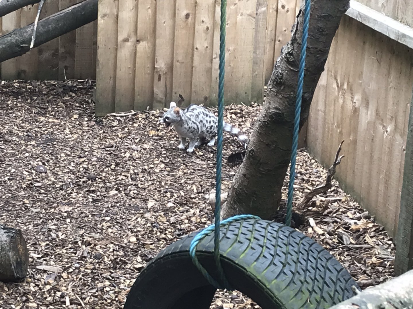 European genet 210718