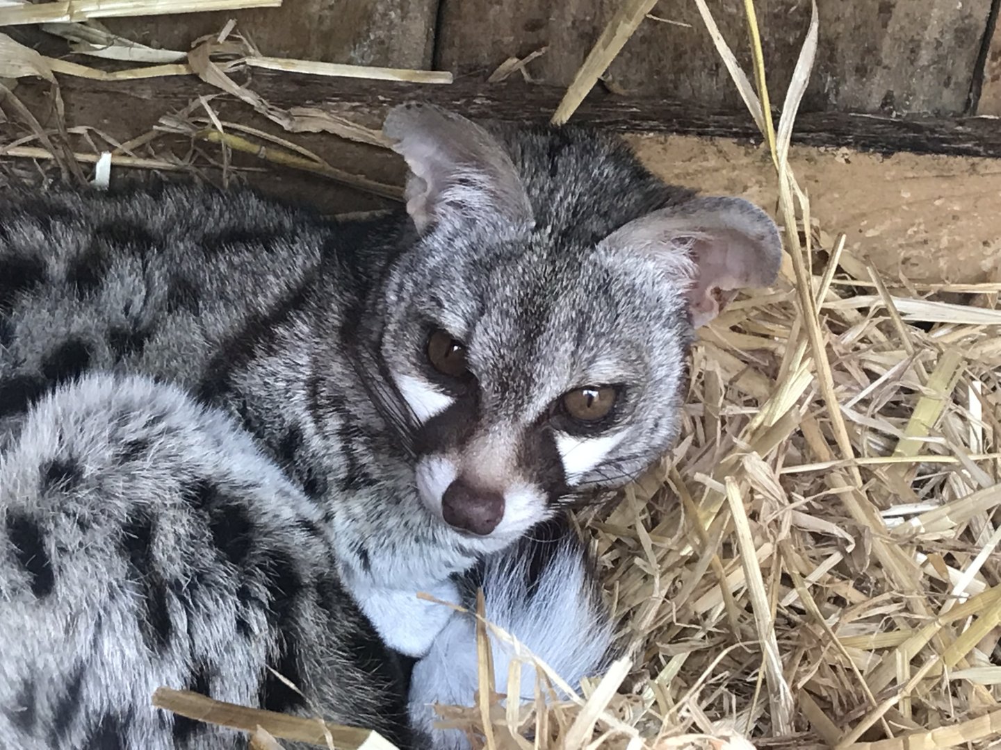 European genet 280418