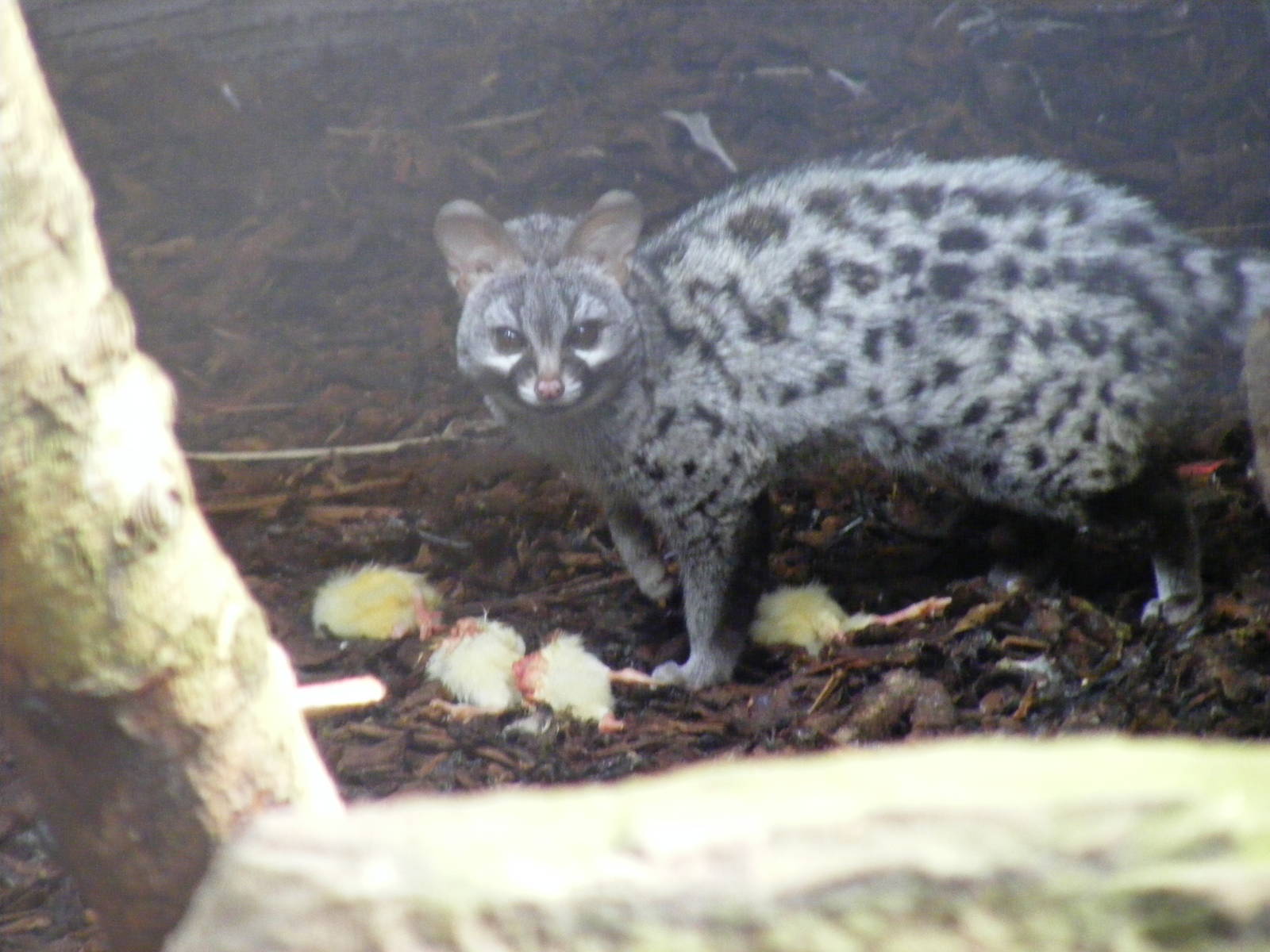 European genet at Auchingarrich Wildlife Centre, 20 May 2010