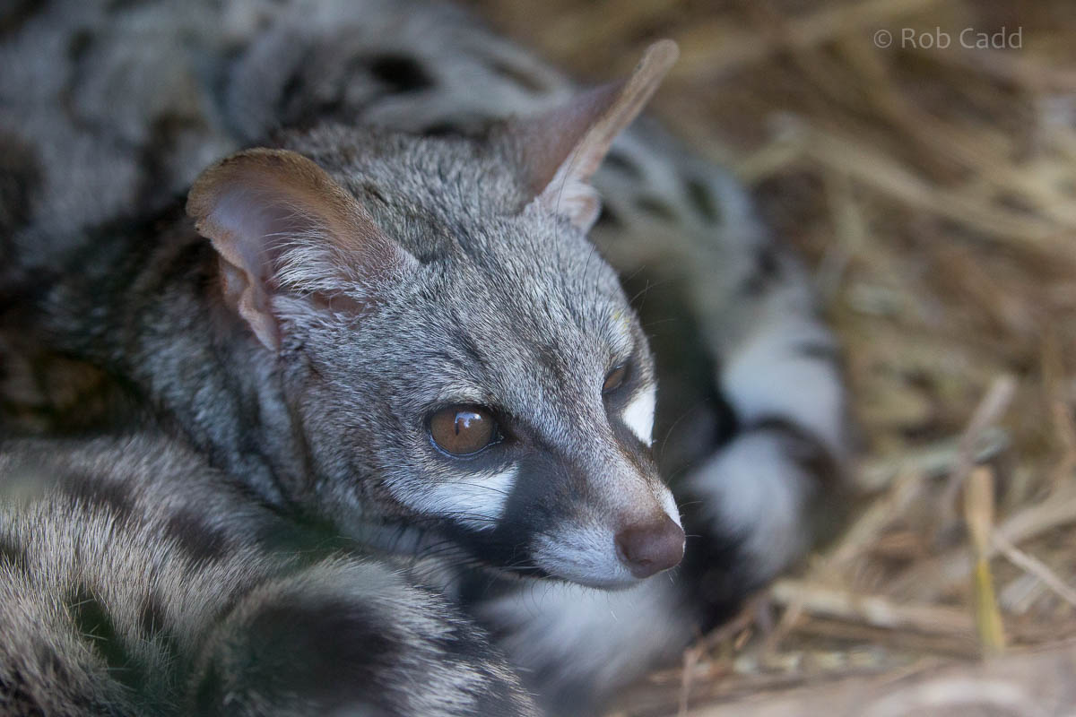 European genet : Axe Valley : 22 Sep 2015
