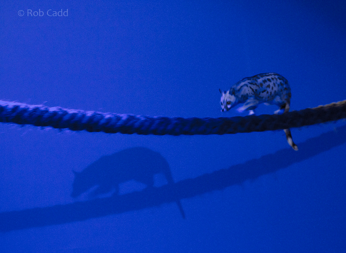 European genet : Banham Zoo : 29 Sep 2017