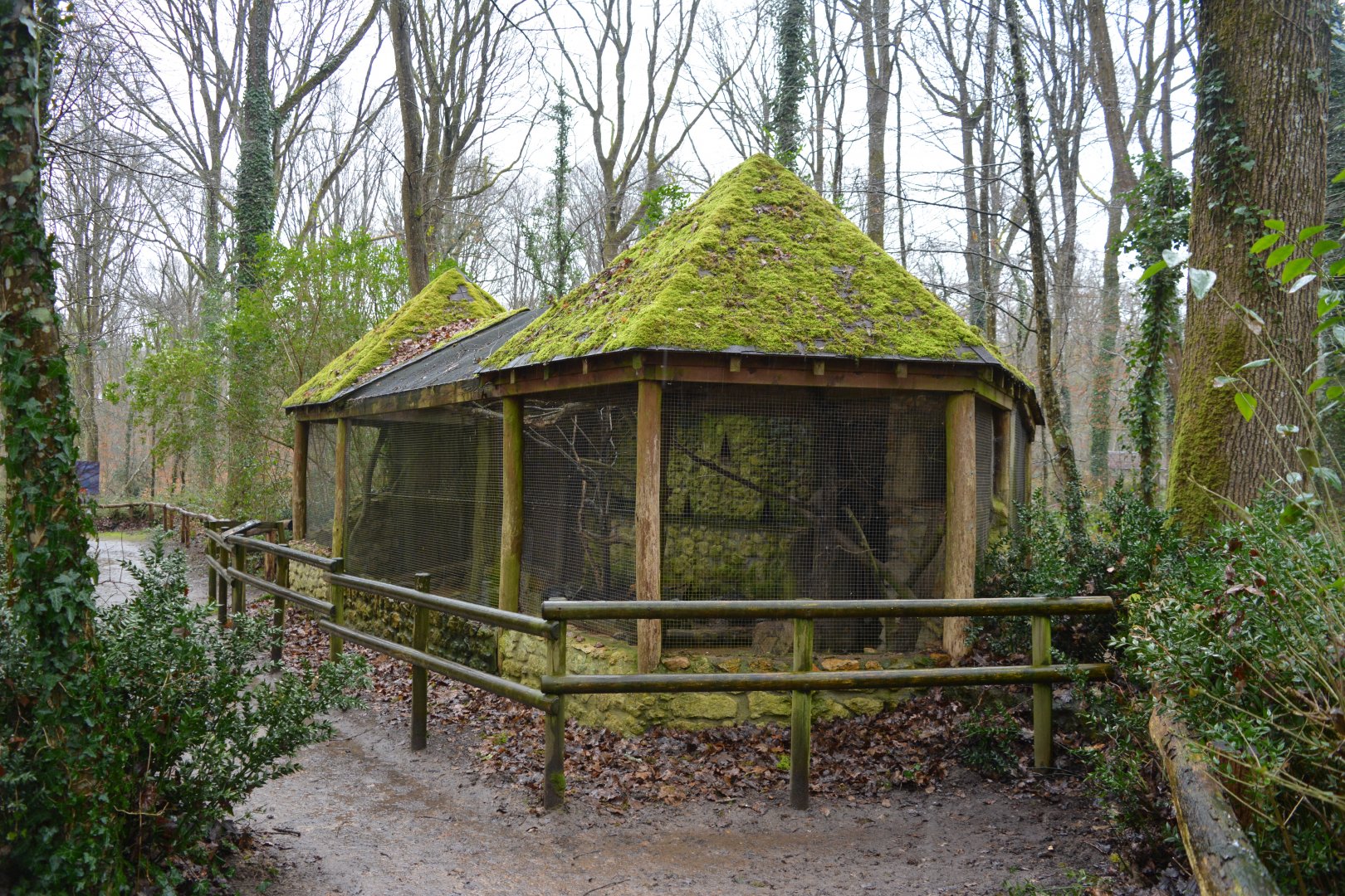 European genet enclosure