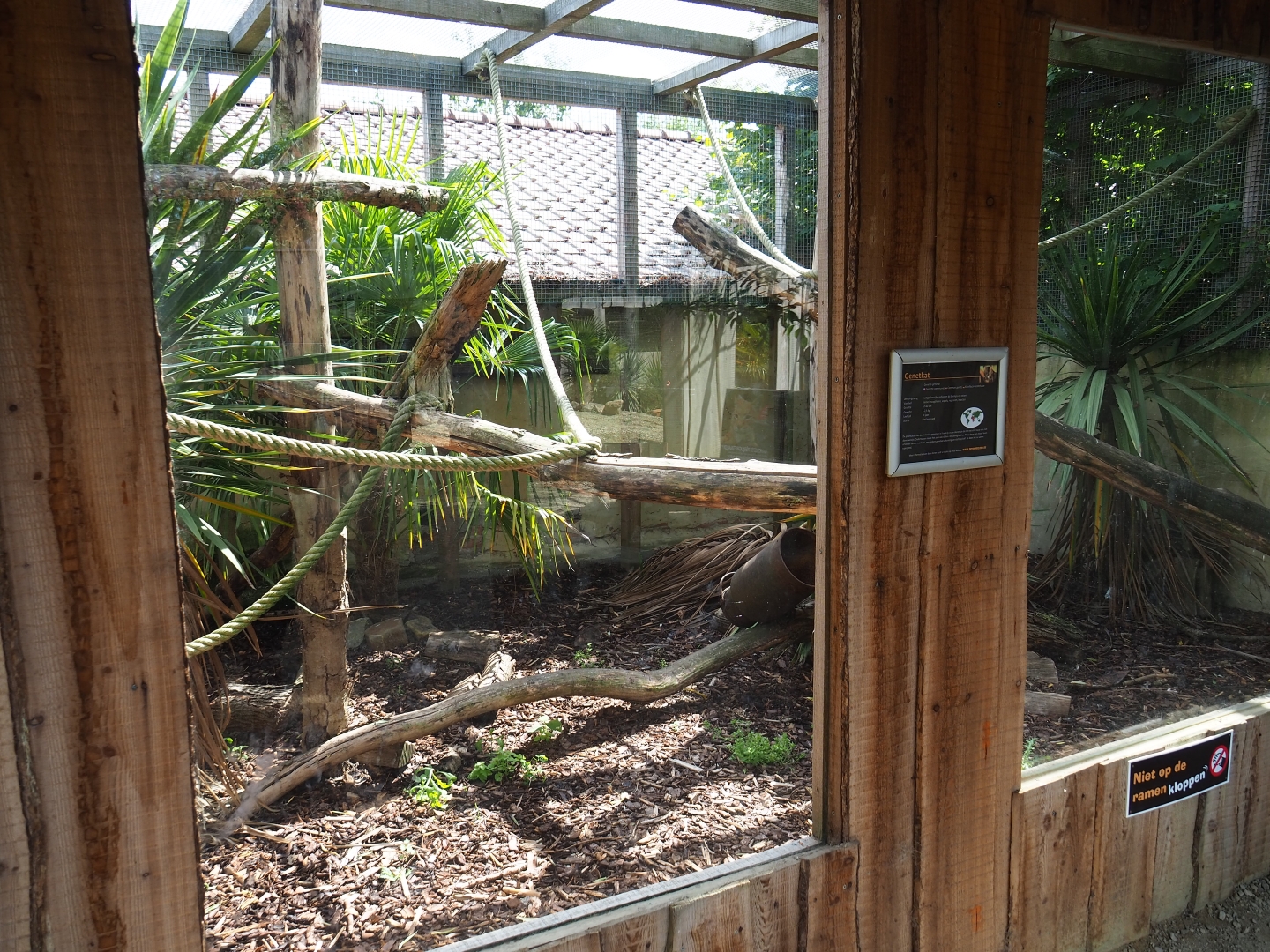 European genet exhibit