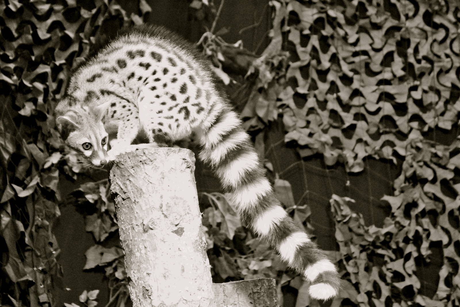 European genet, February 2014