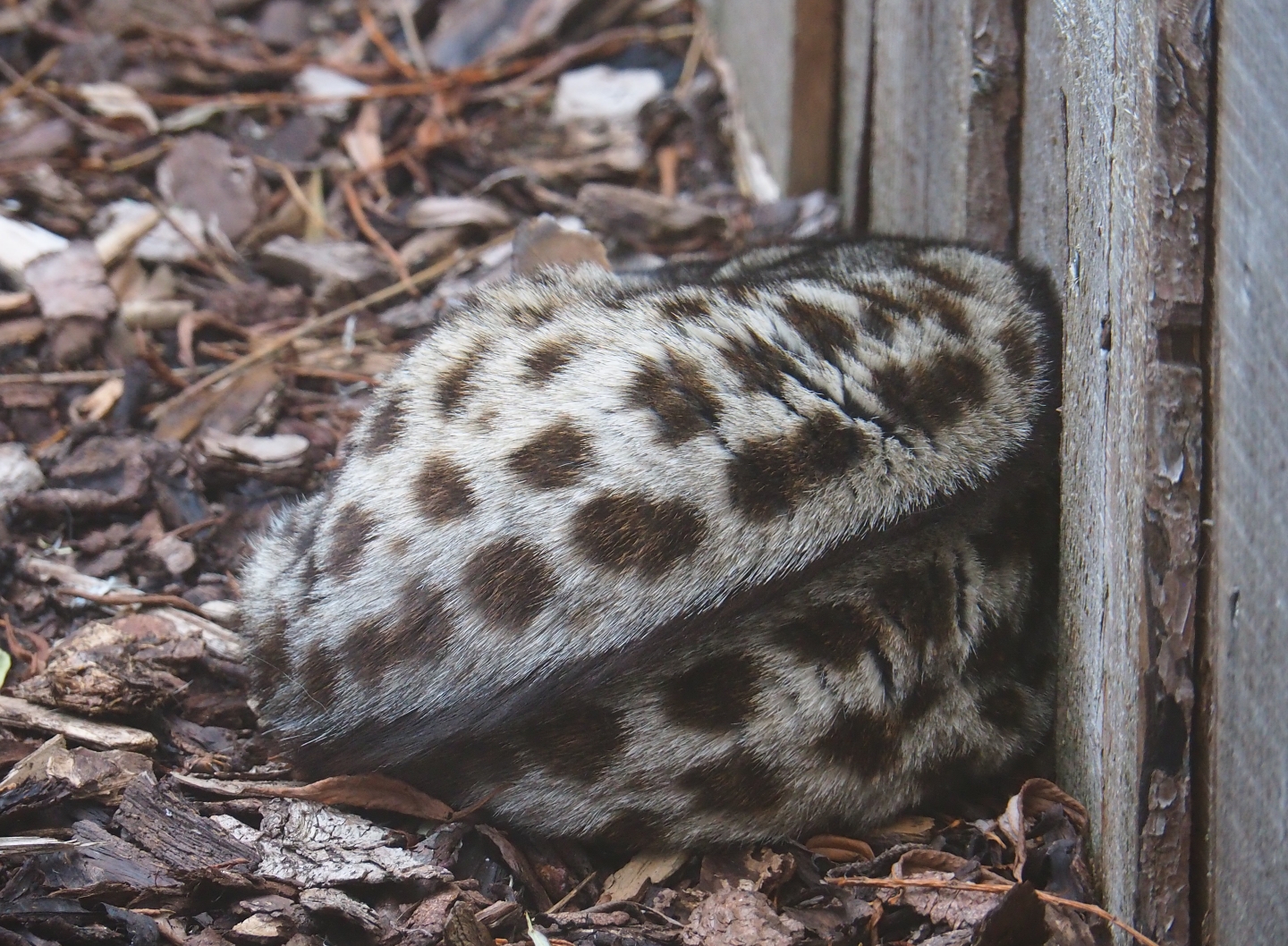 European genet (Genetta genetta)
