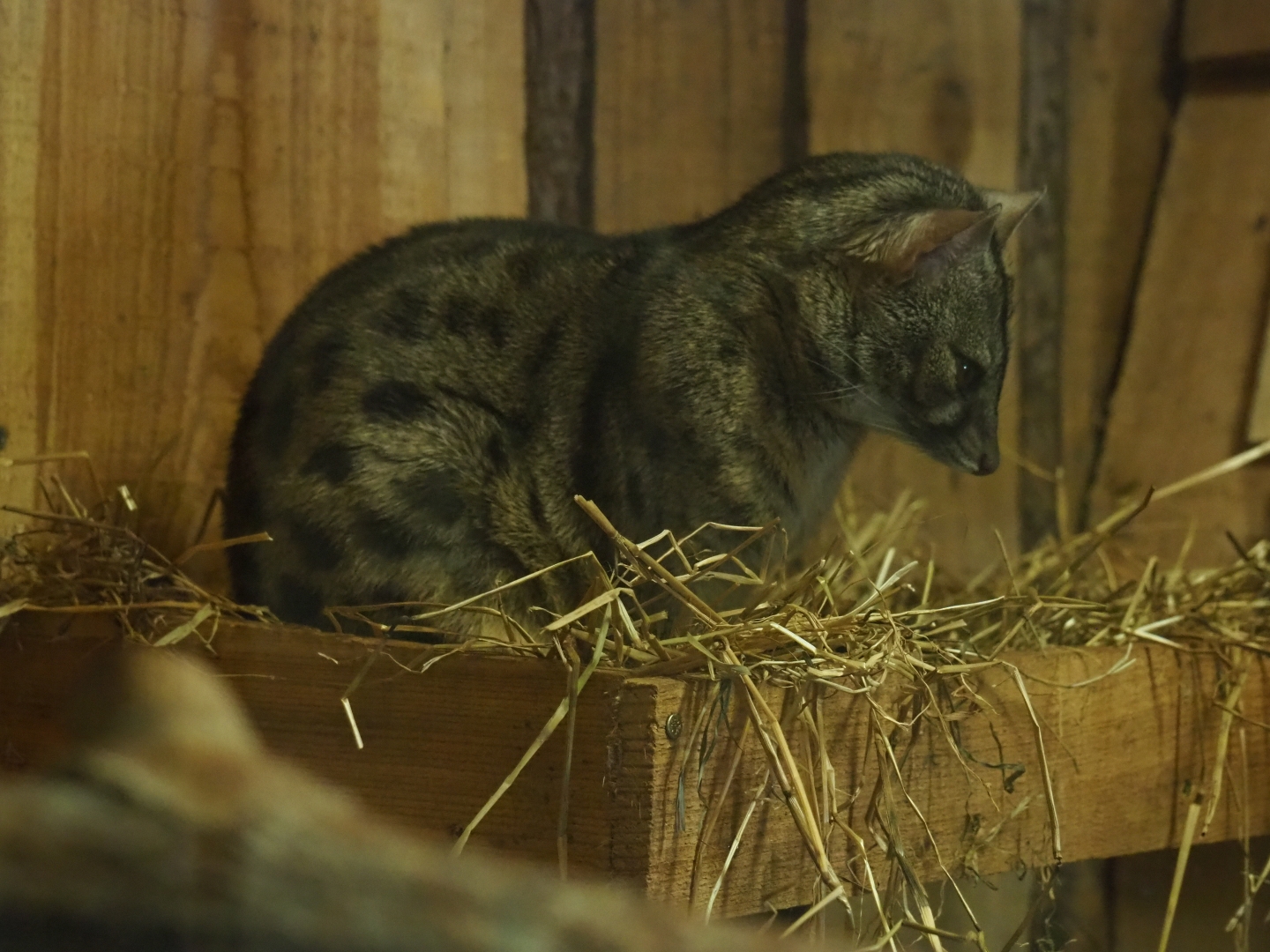 European genet (Genetta genetta)