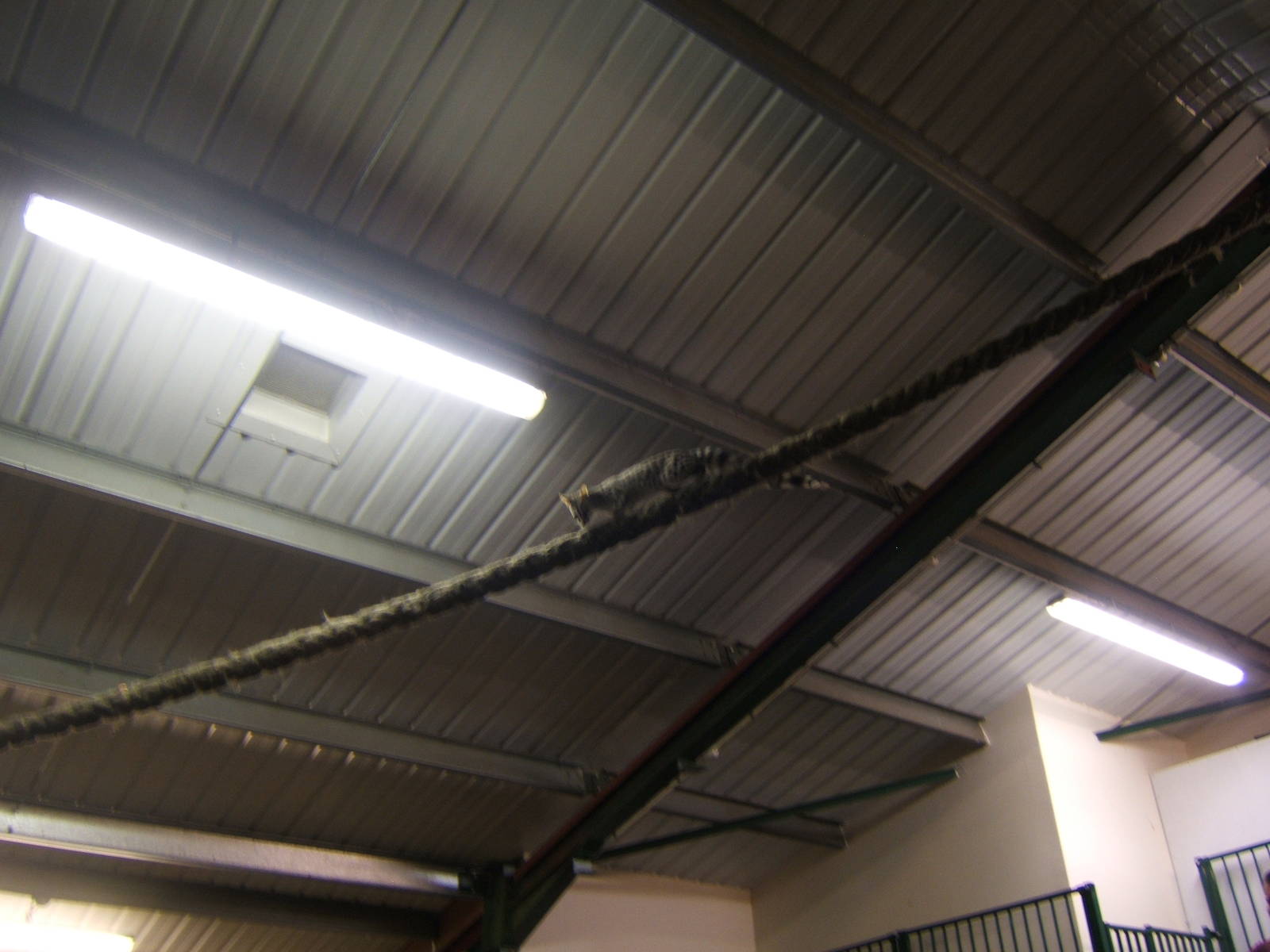 European Genet in action