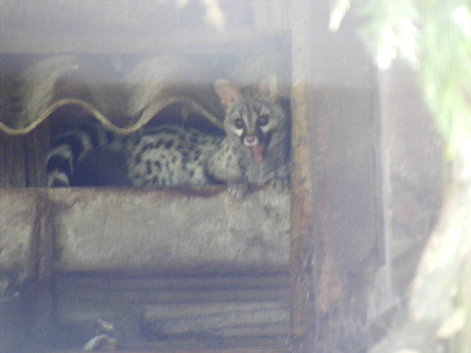 European genet in gutter at Auchingarrich Wildlife Centre, 20 May 2010