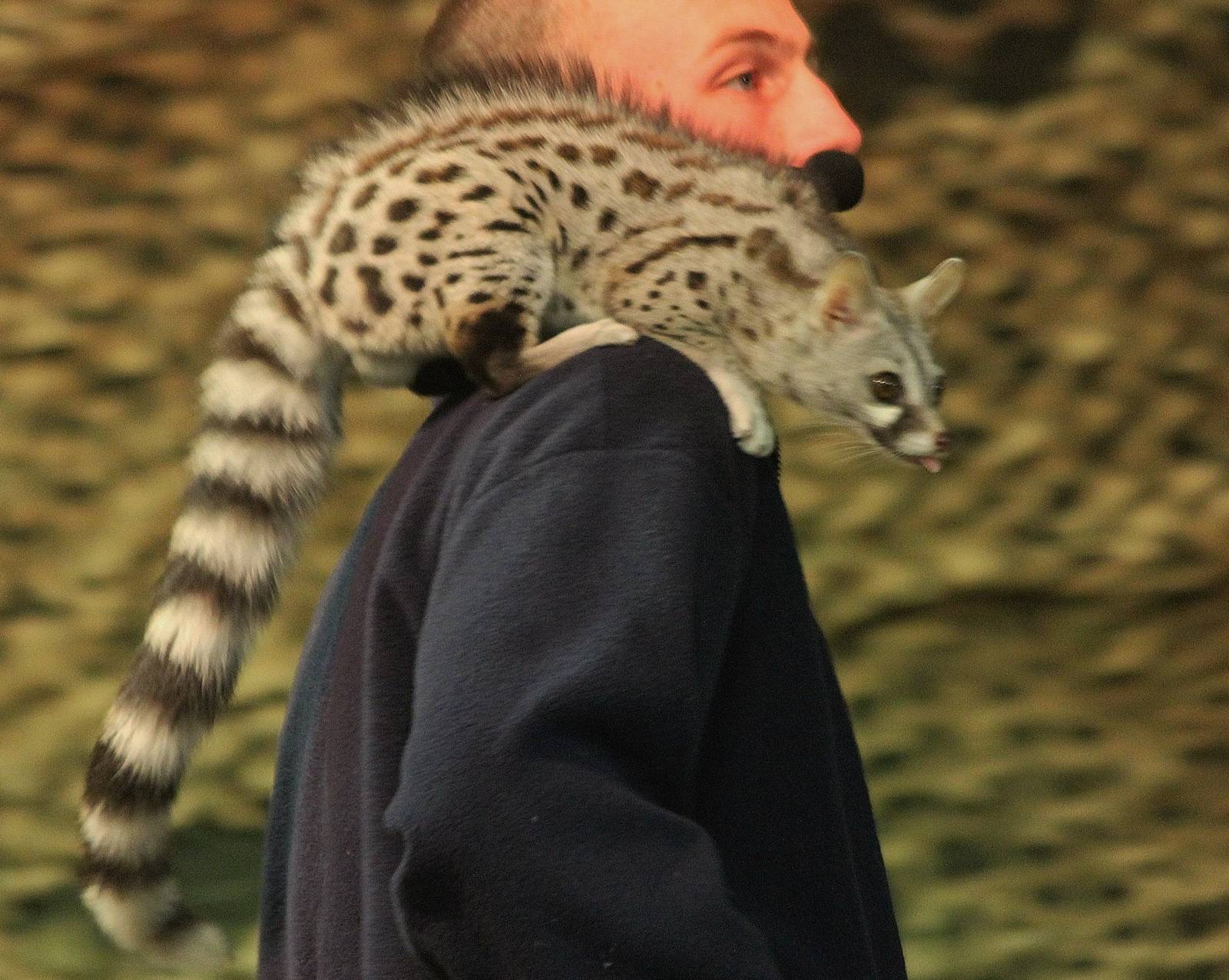European Genet