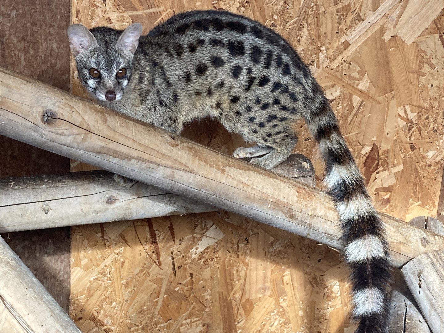 European Genet