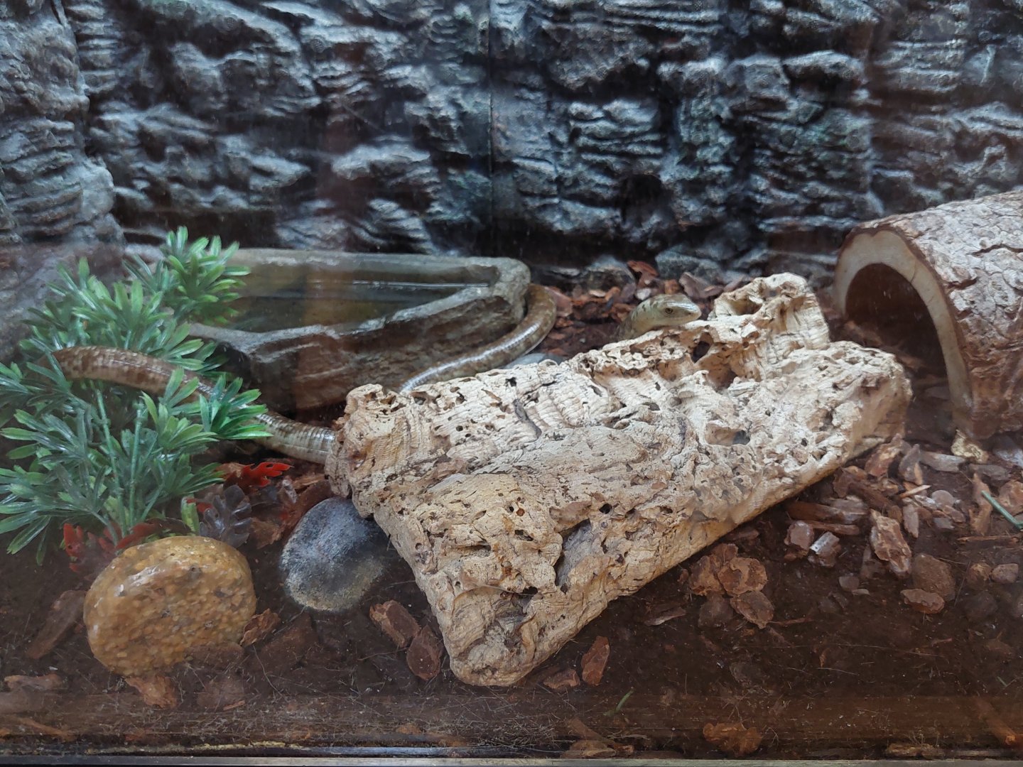 European Glass Lizard Enclosure