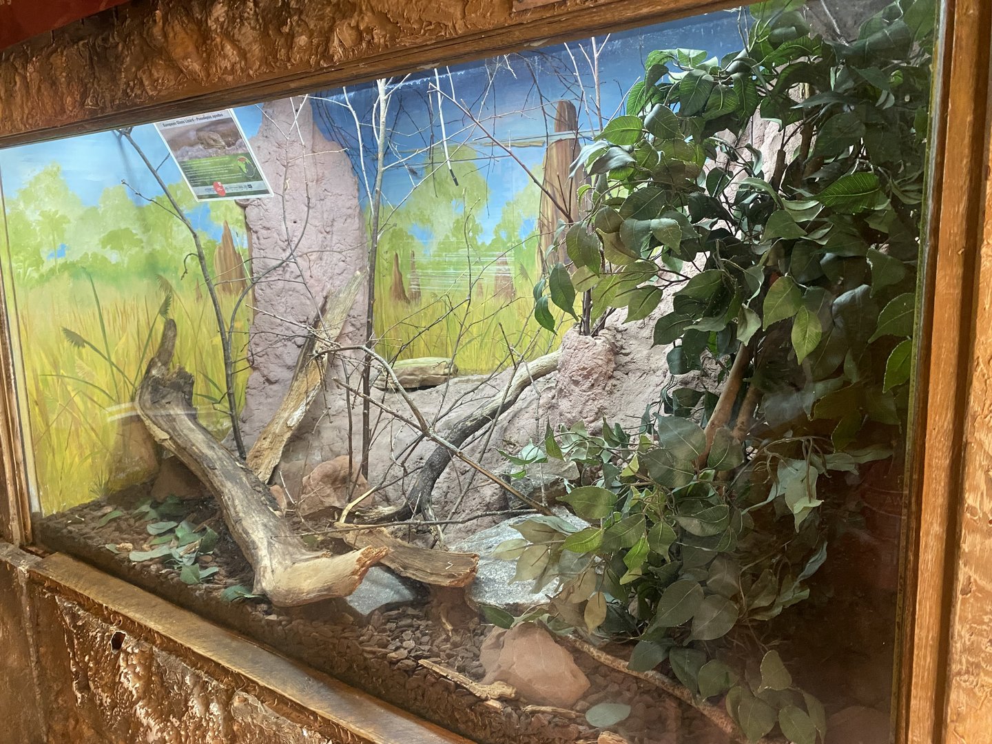 European glass lizard exhibit 150523