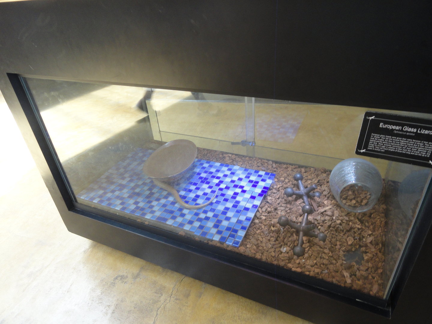 European Glass Lizard Exhibit