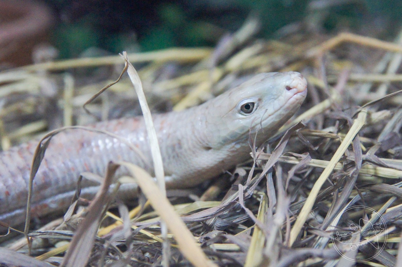 European Glass Lizard (Pseudopus apodus)