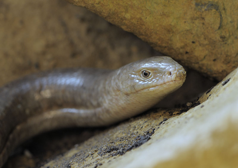 European glass lizard