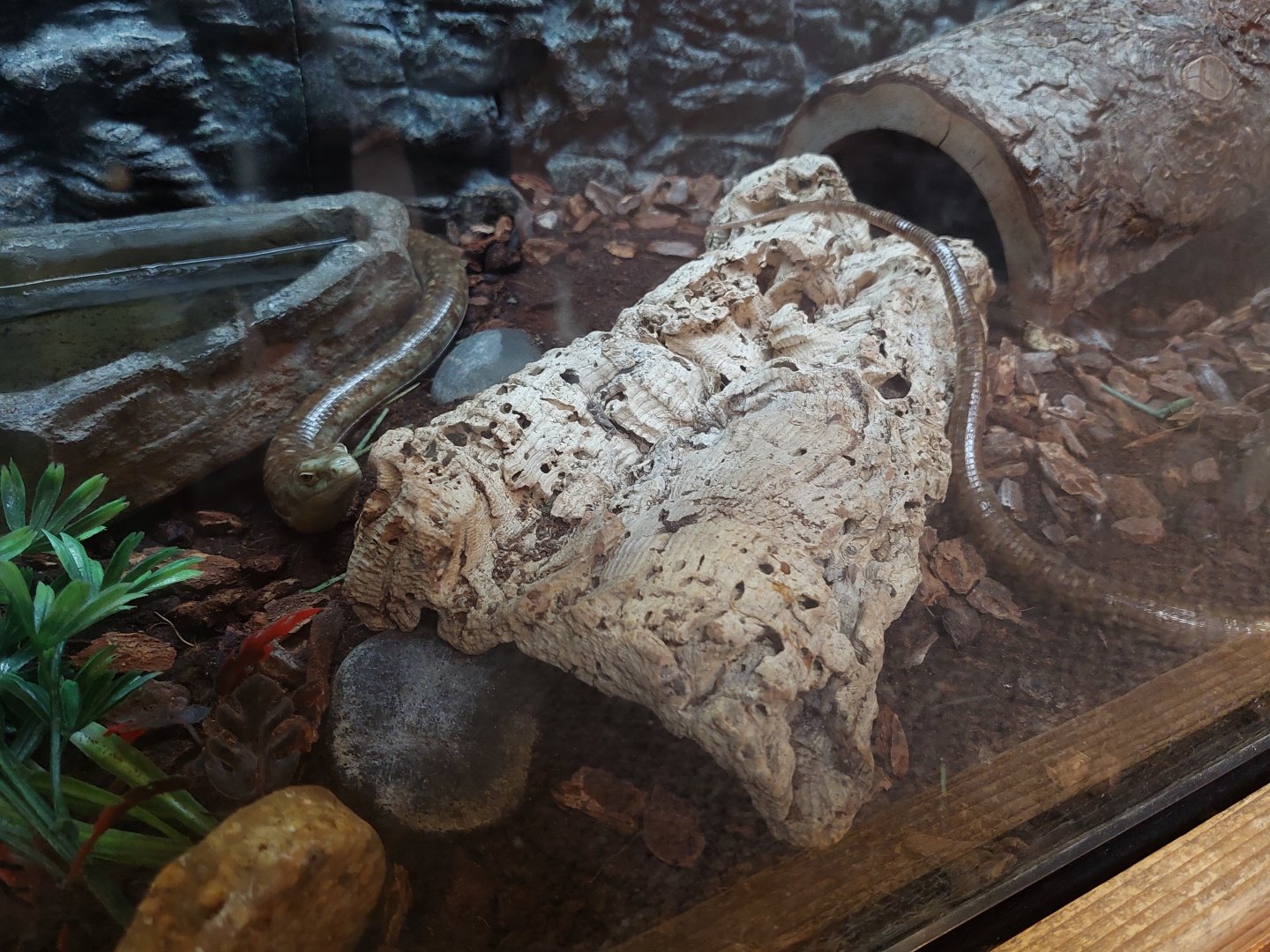 European Glass Lizard