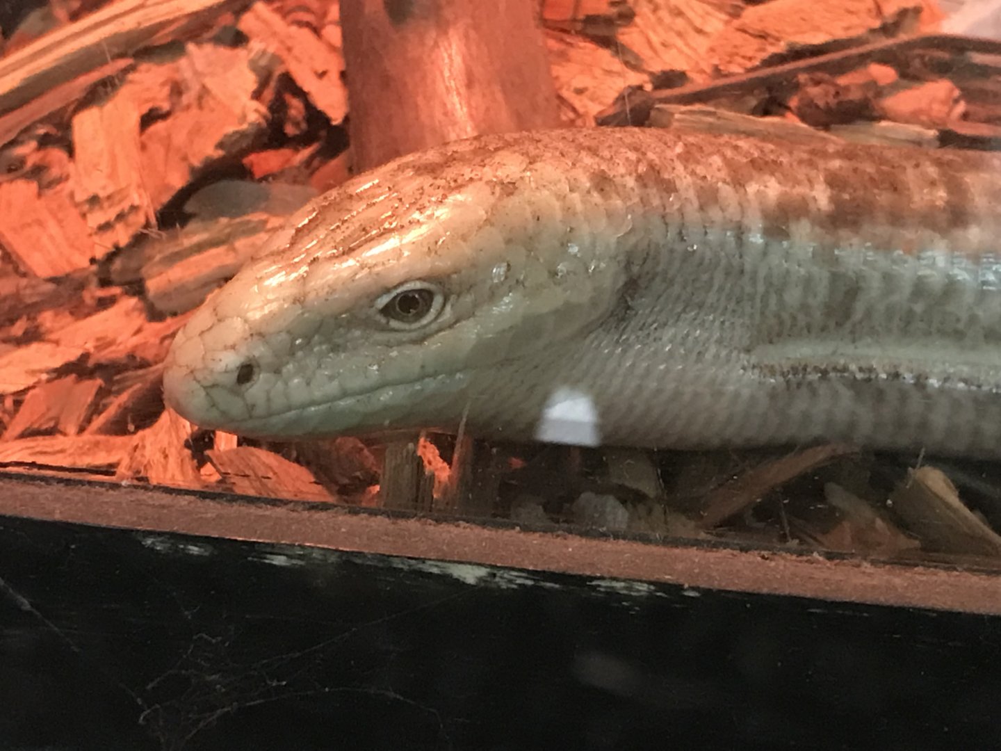 European glass lizard