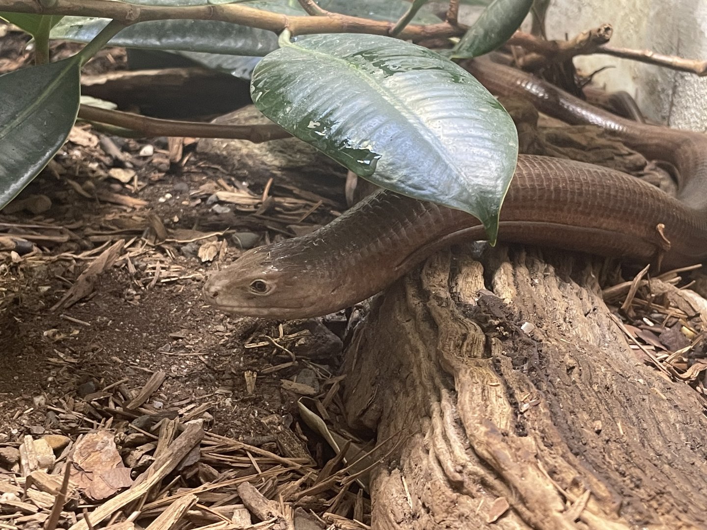European Glass Lizard