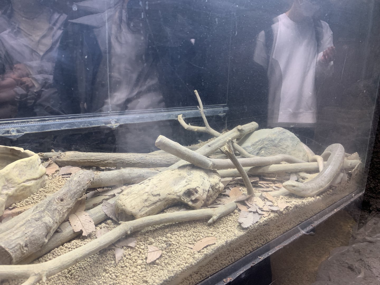 European Glass Lizard