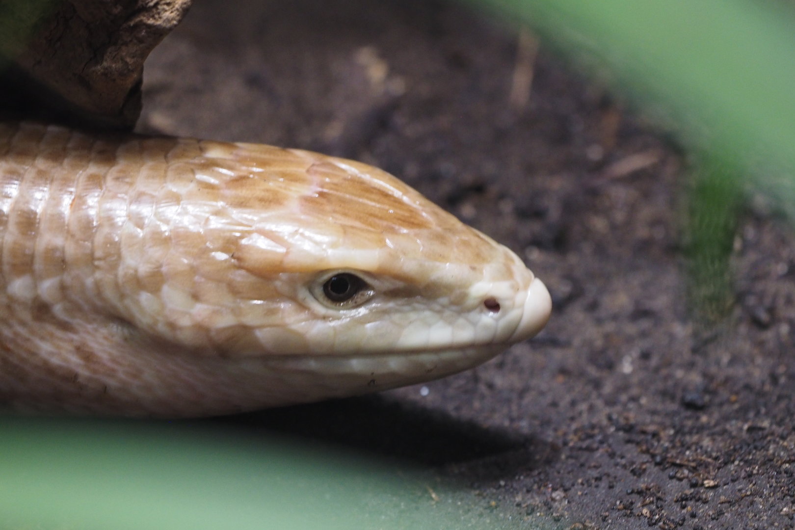European Glass Lizard