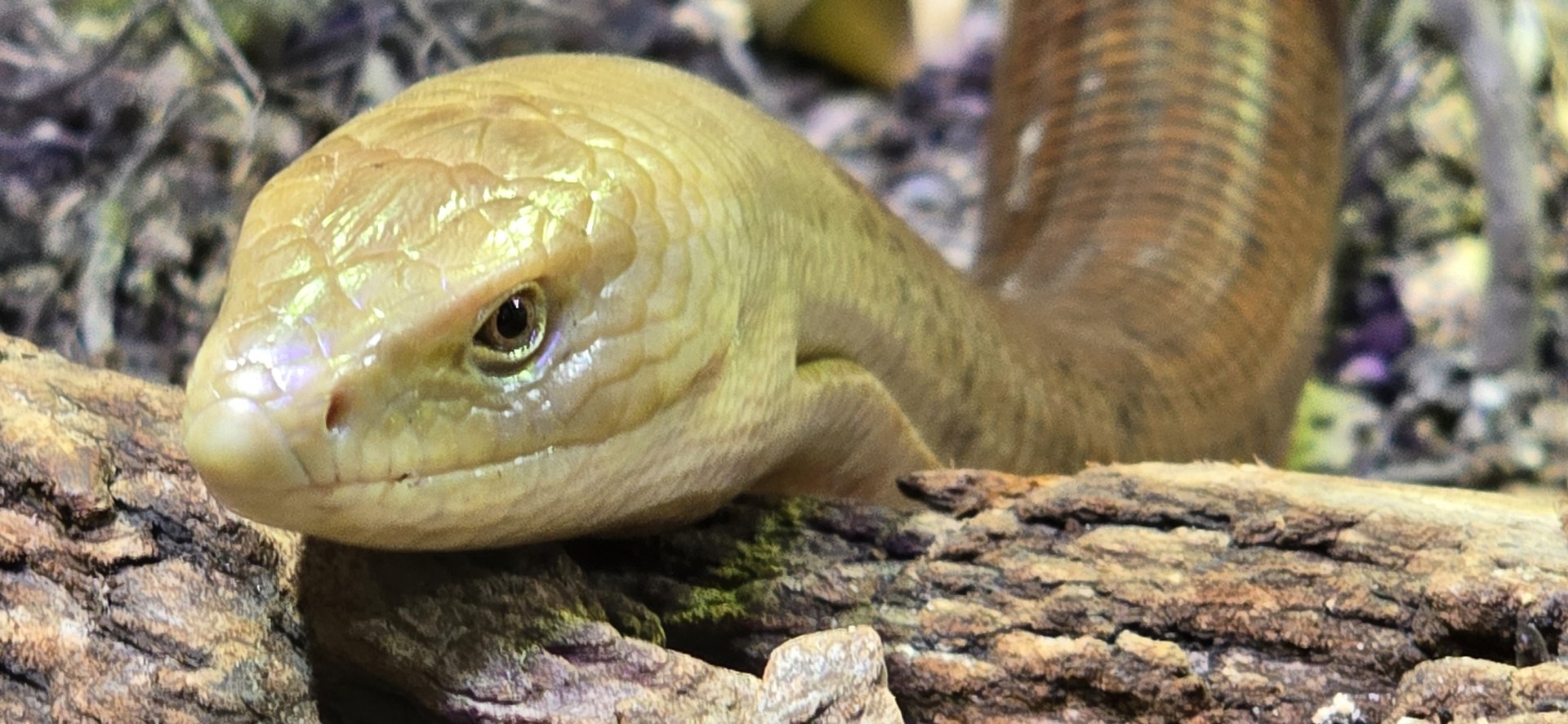 European glass lizard