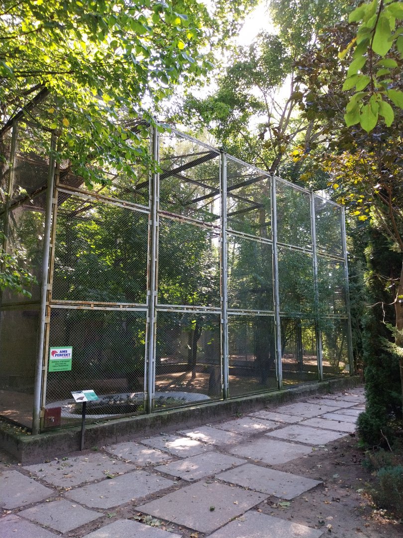 European Golden Eagle (Aquila chrysaetos chrysaetos)