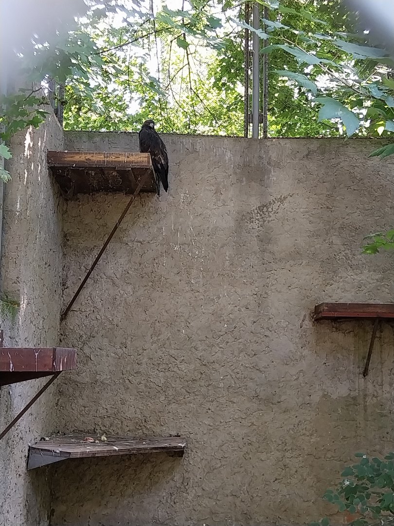 European Golden Eagle (Aquila chrysaetos chrysaetos)