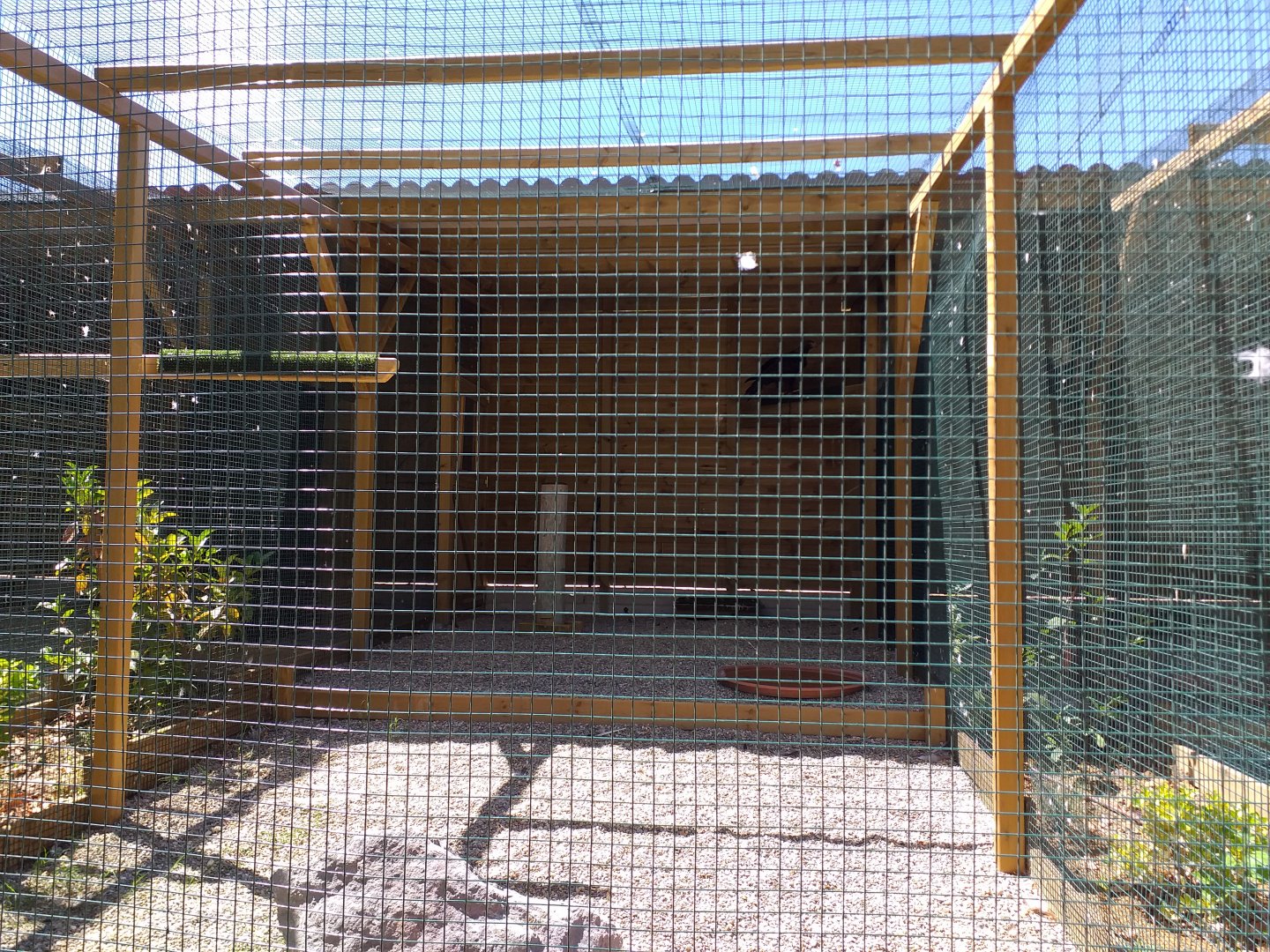 European golden eagle exhibit -Sendaviva (2020)