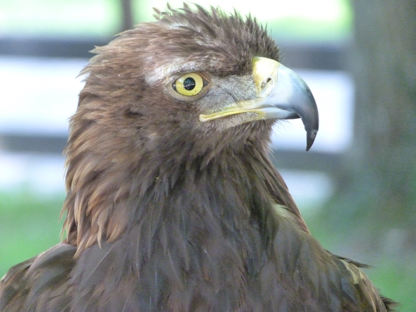 European golden eagle -Parque de la Naturaleza de Cabárceno (2025)