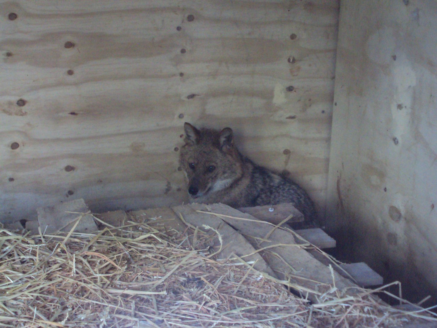European Golden Jackal 28/05/2019