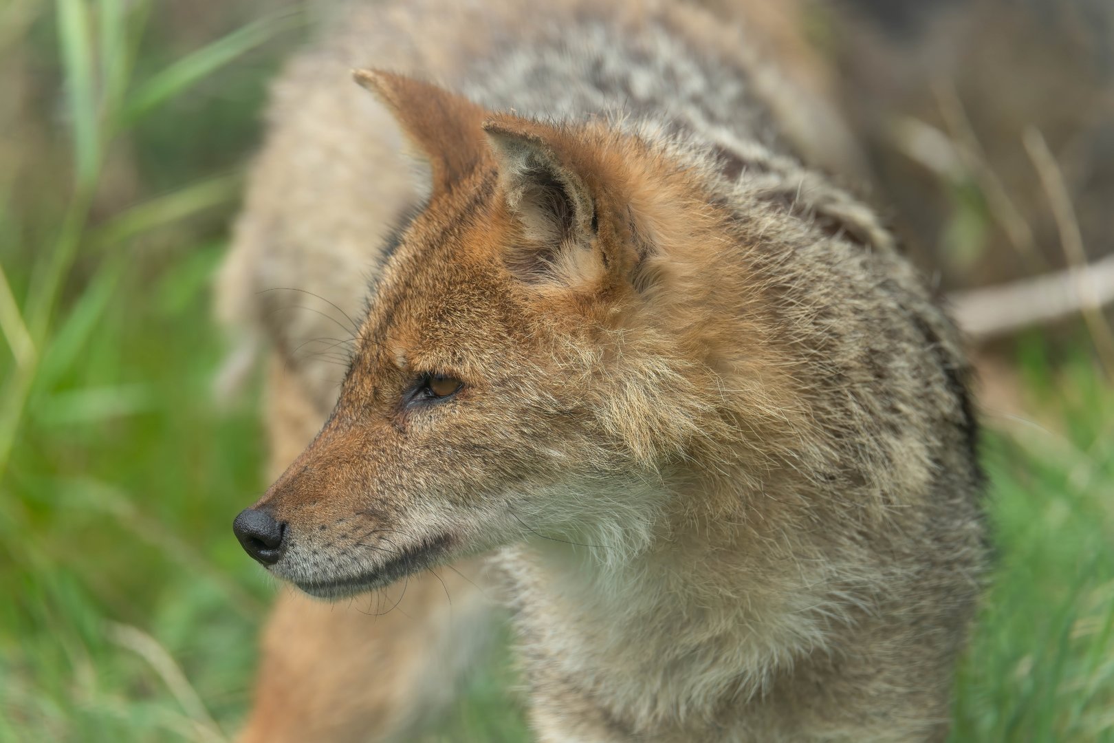 European Golden Jackal. All things wild, UK