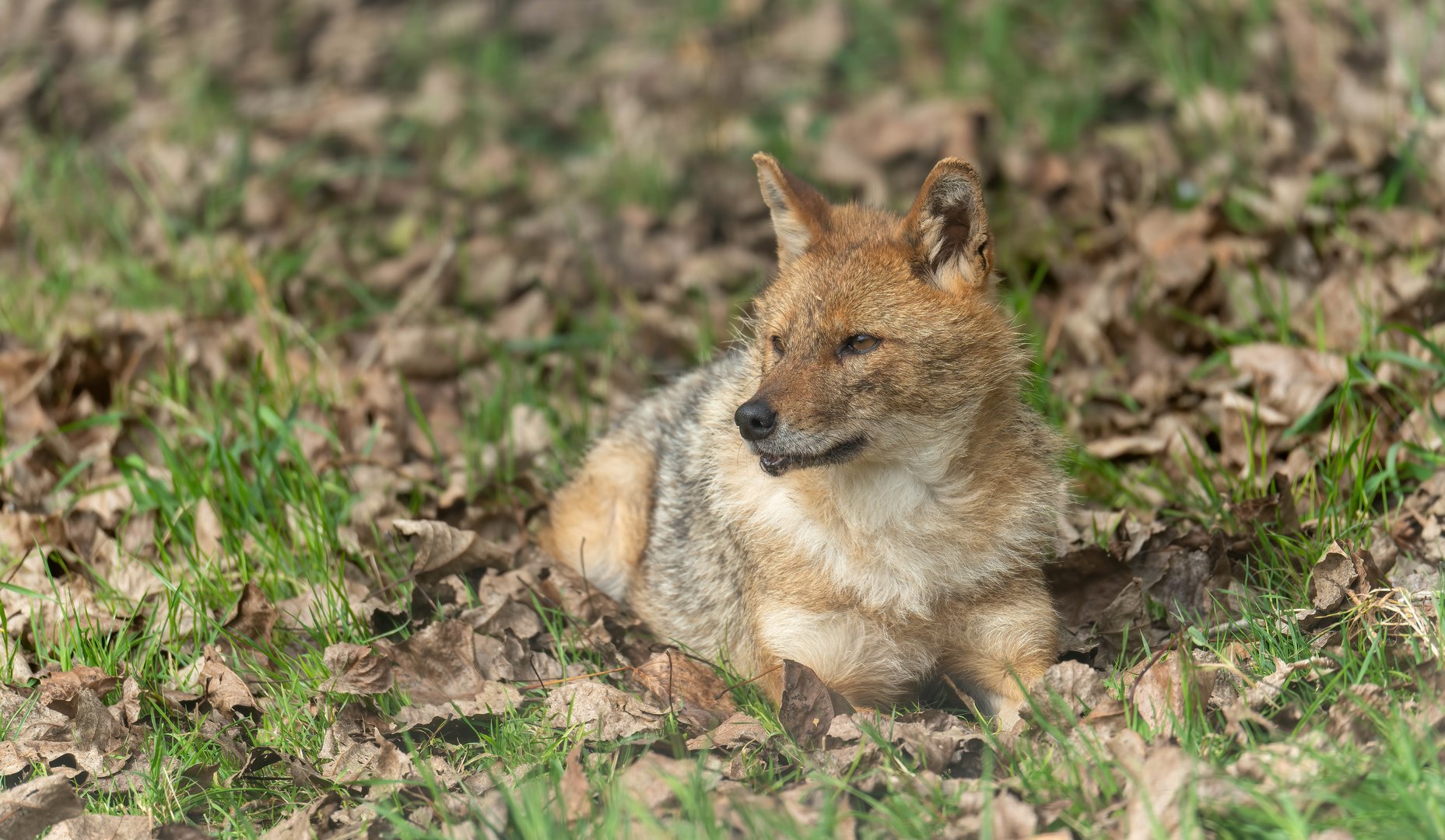 European Golden Jackal. All things wild, UK