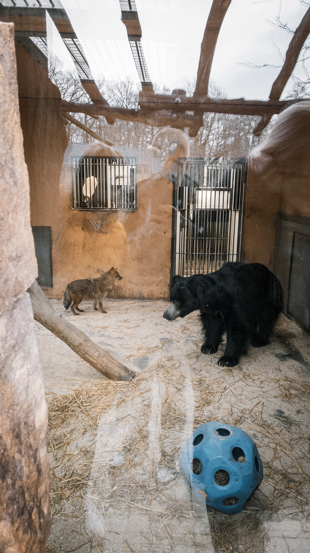 European Golden Jackal and Sloth Bear