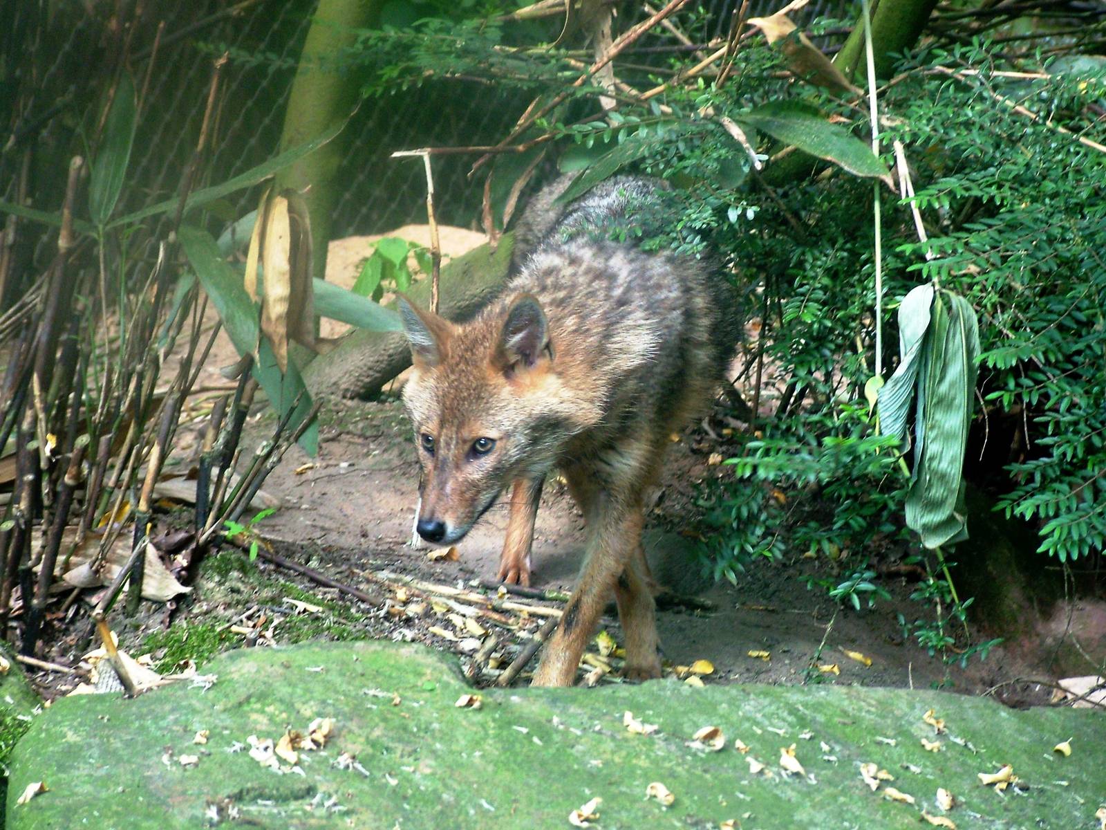 European Golden Jackal at Burgers Zoo Arnhem, 30/05/12