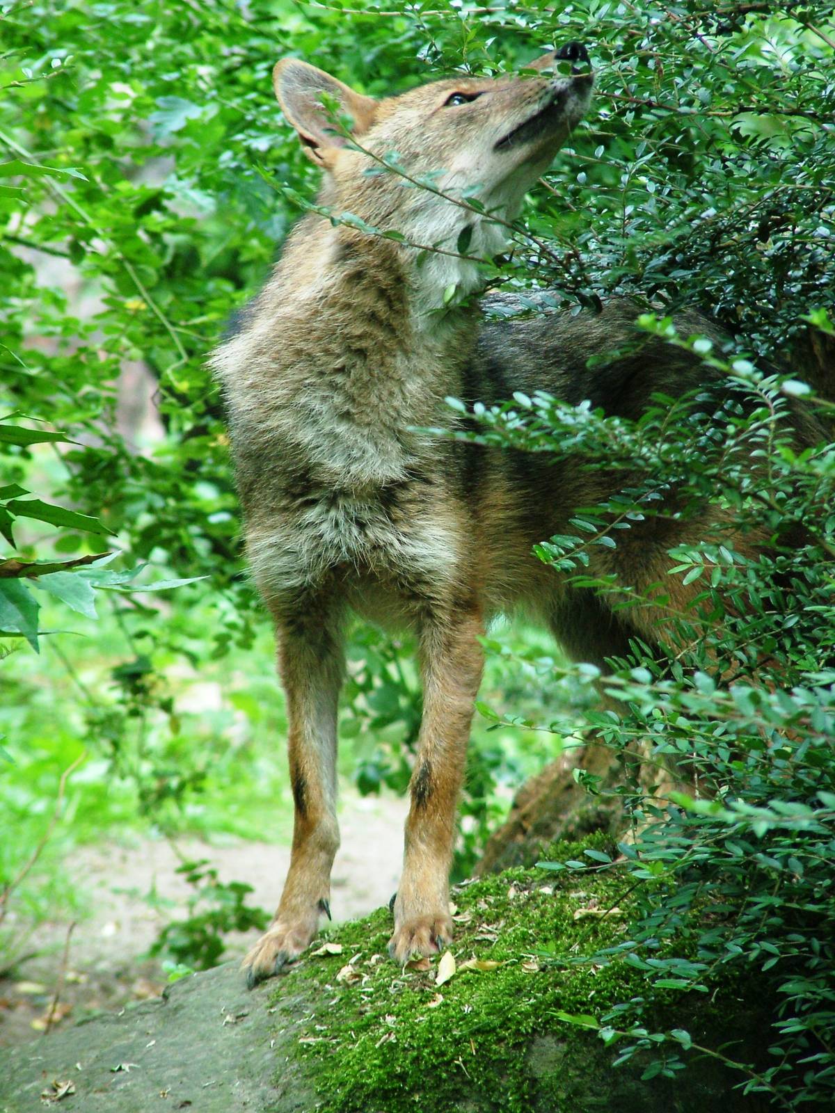European Golden Jackal at Burgers Zoo Arnhem, 30/05/12