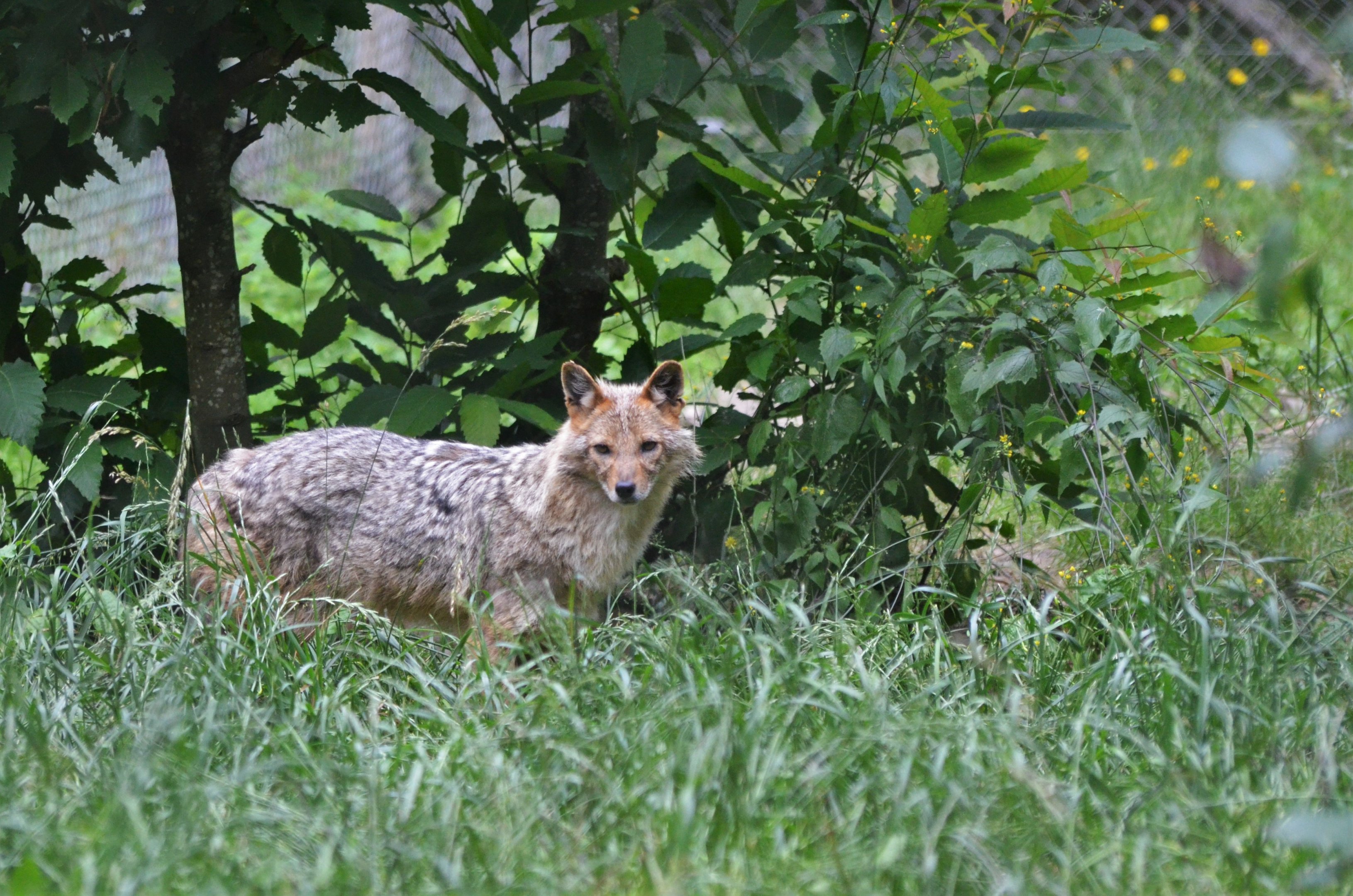 European Golden Jackal at Pescheray, 13/06/18