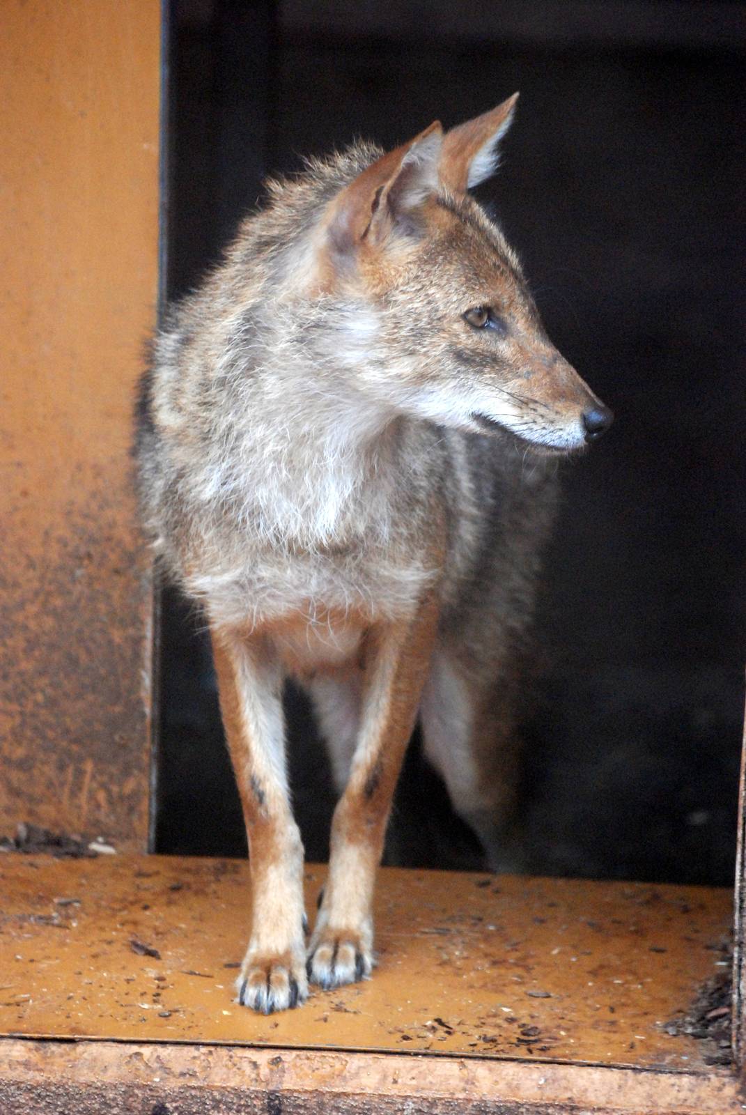 European Golden Jackal at Rheine, 03/06/12