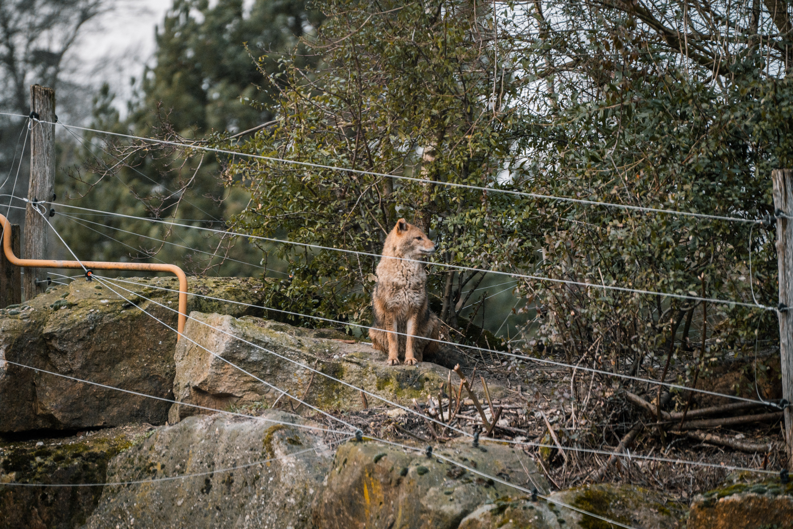 European Golden Jackal away from the Bears