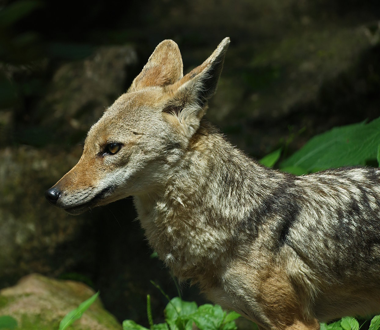 European golden jackal (Canis aureus moreotica), 2008-07-22