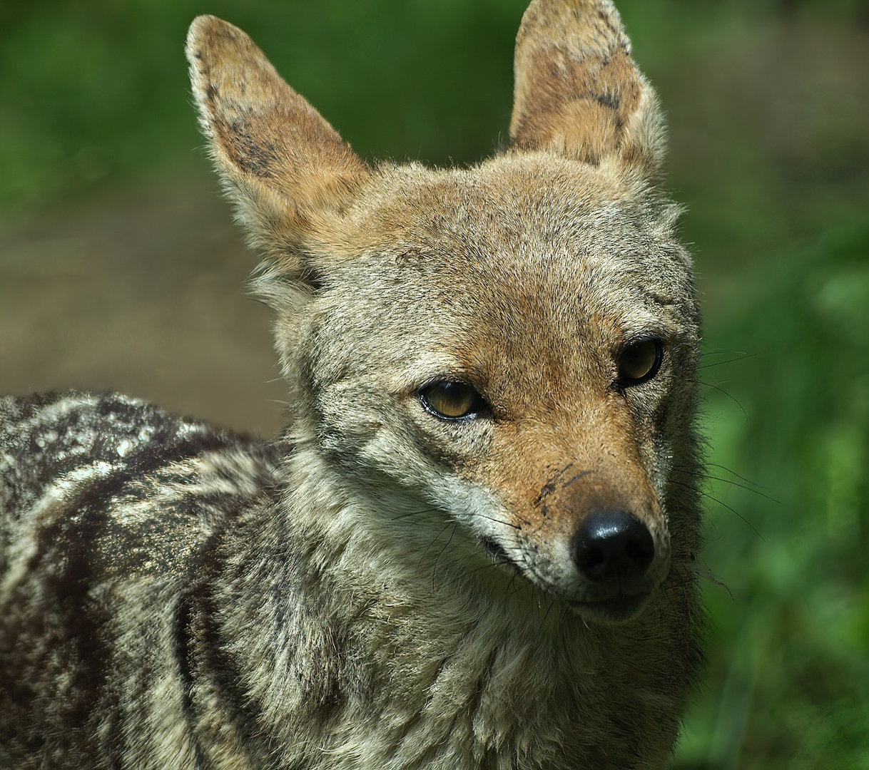 European golden jackal (Canis aureus moreotica), 2008-07-22