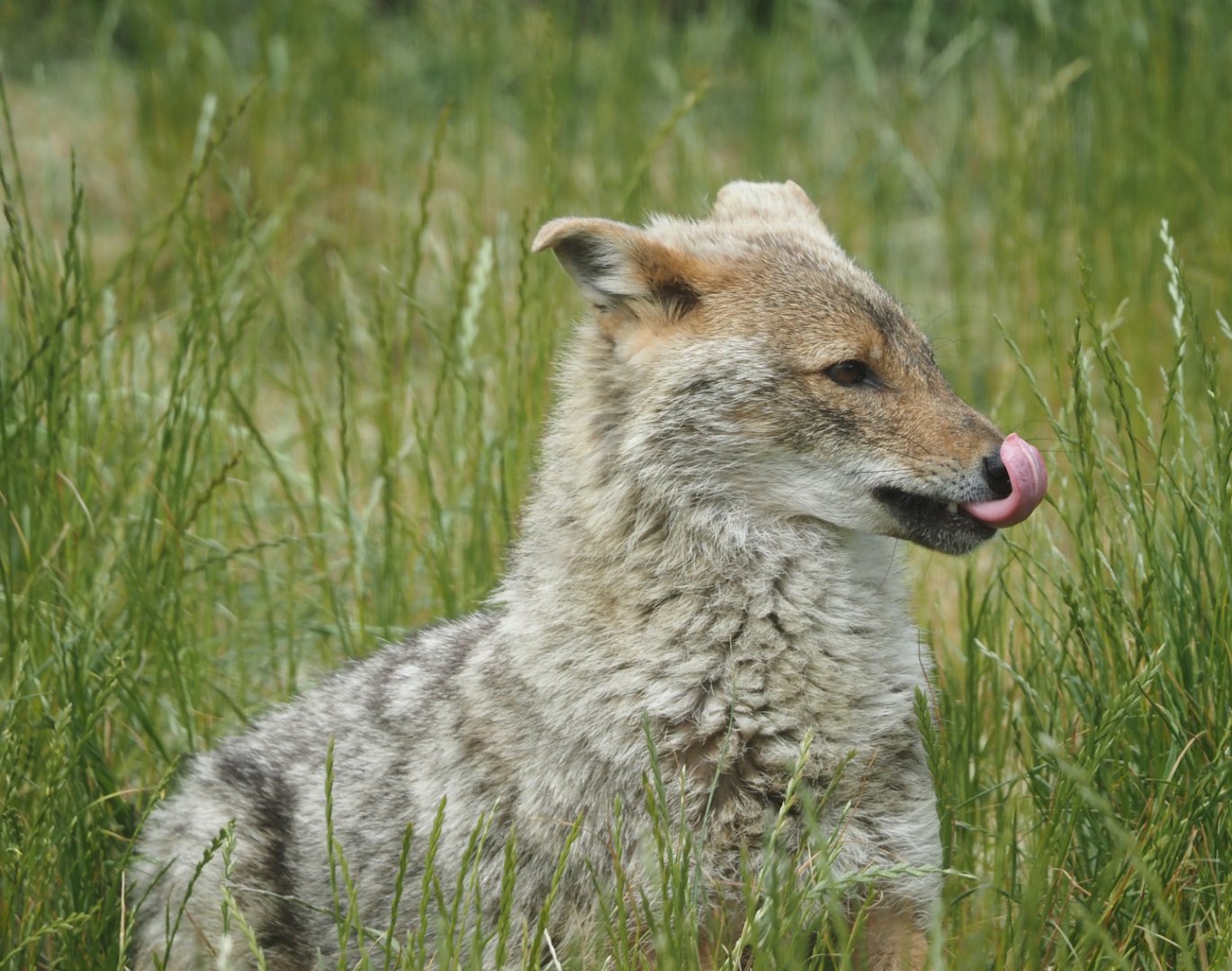 European golden jackal (Canis aureus moreotica), 2025-05-22