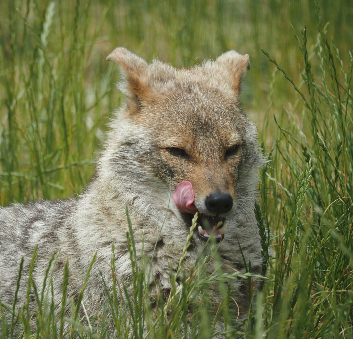 European golden jackal (Canis aureus moreotica), 2025-05-22