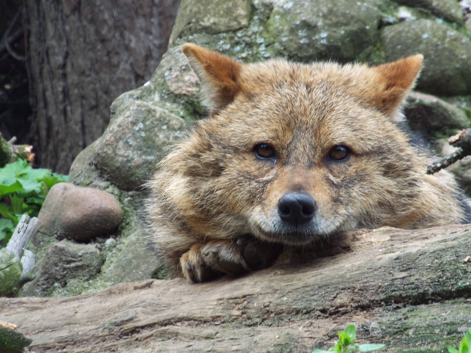 European Golden Jackal (Canis aureus moreotica) at Zoologischer Garten Magd