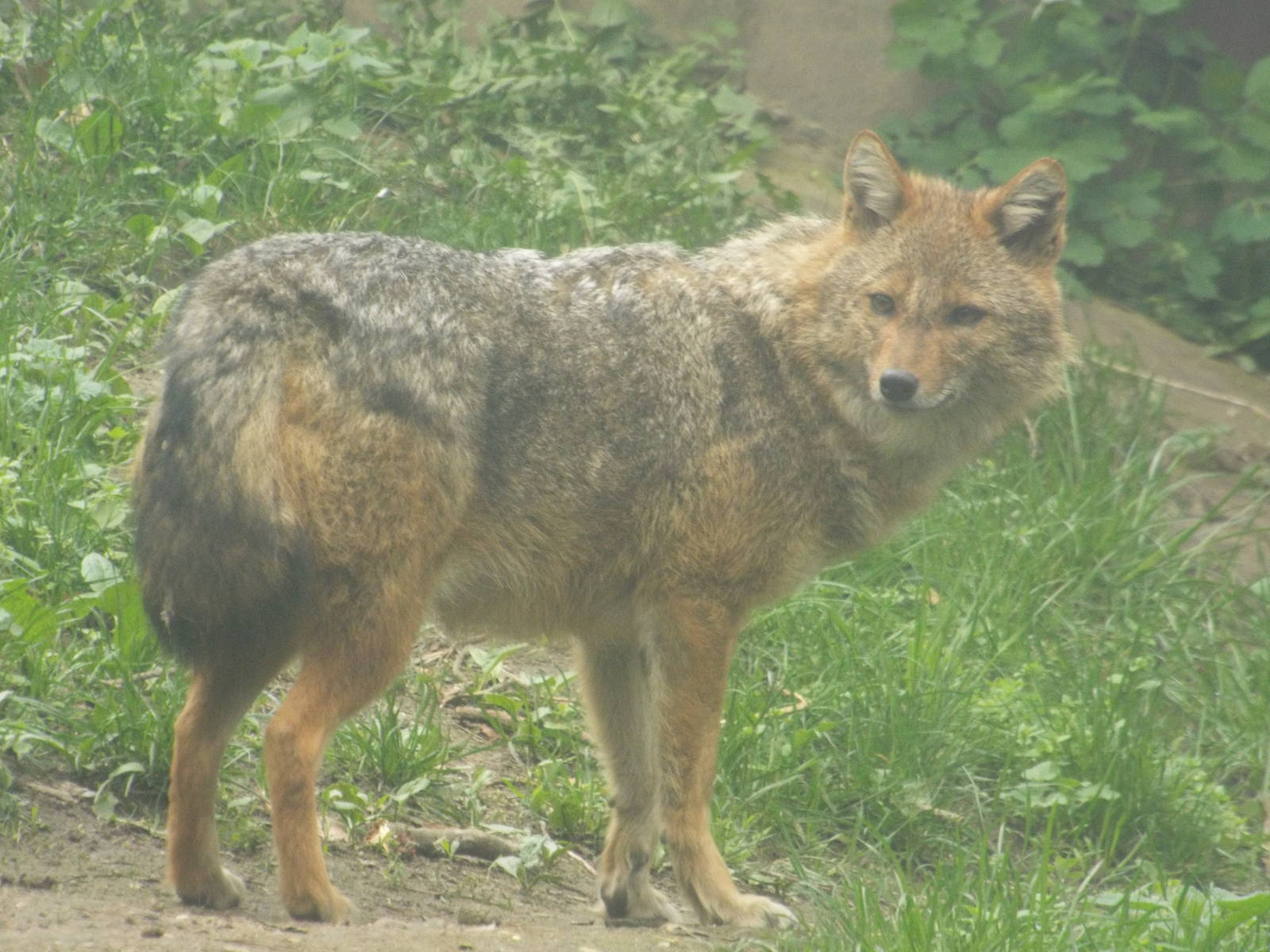 European Golden Jackal (Canis aureus moreotica) at Zoologischer Garten Magd