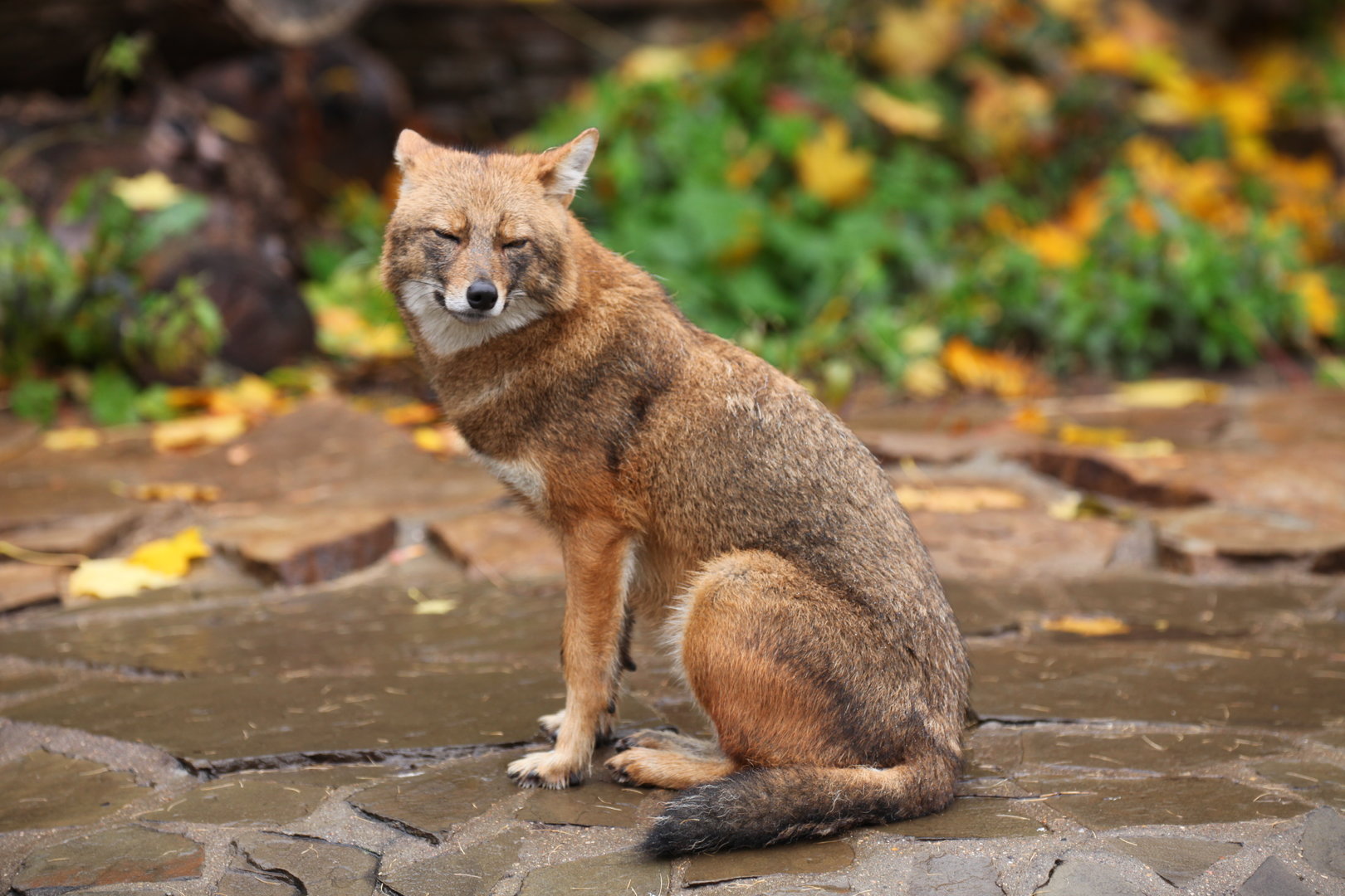 European golden jackal (Canis aureus moreotica)