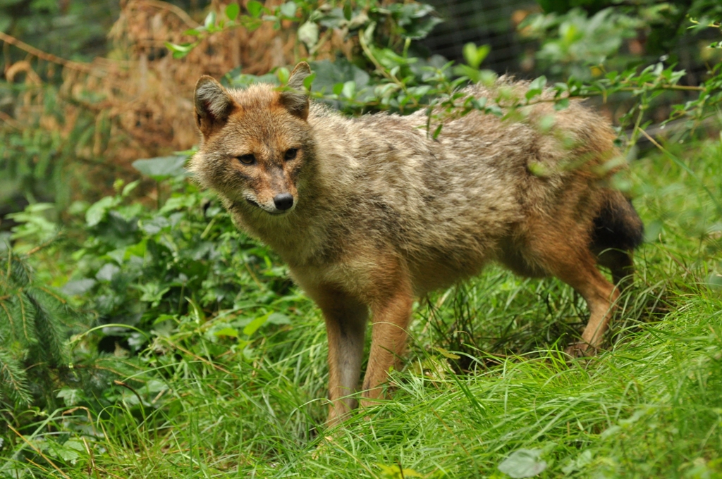 European golden jackal (Canis aureus moreoticus)