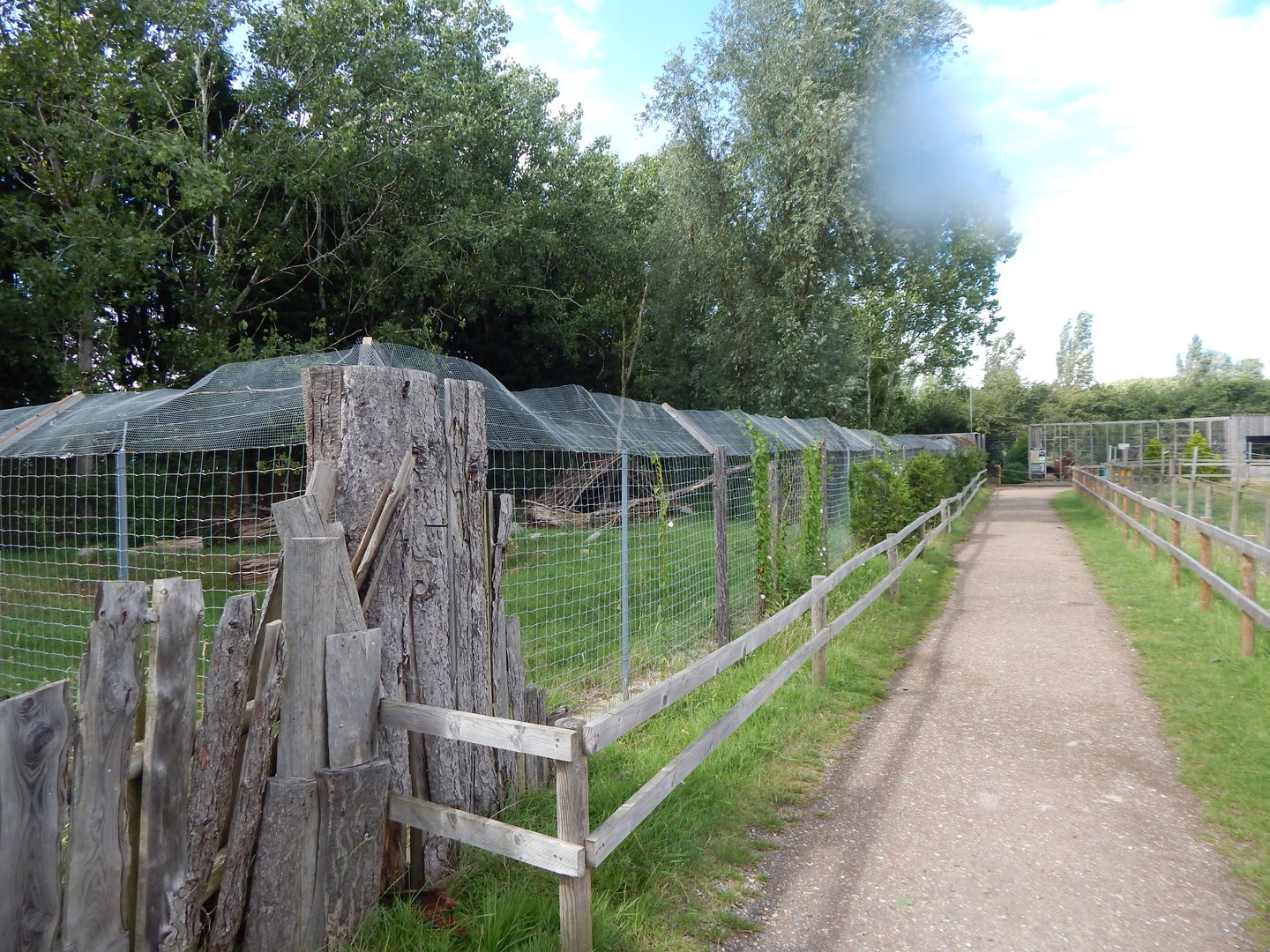 European golden jackal enclosure 150723