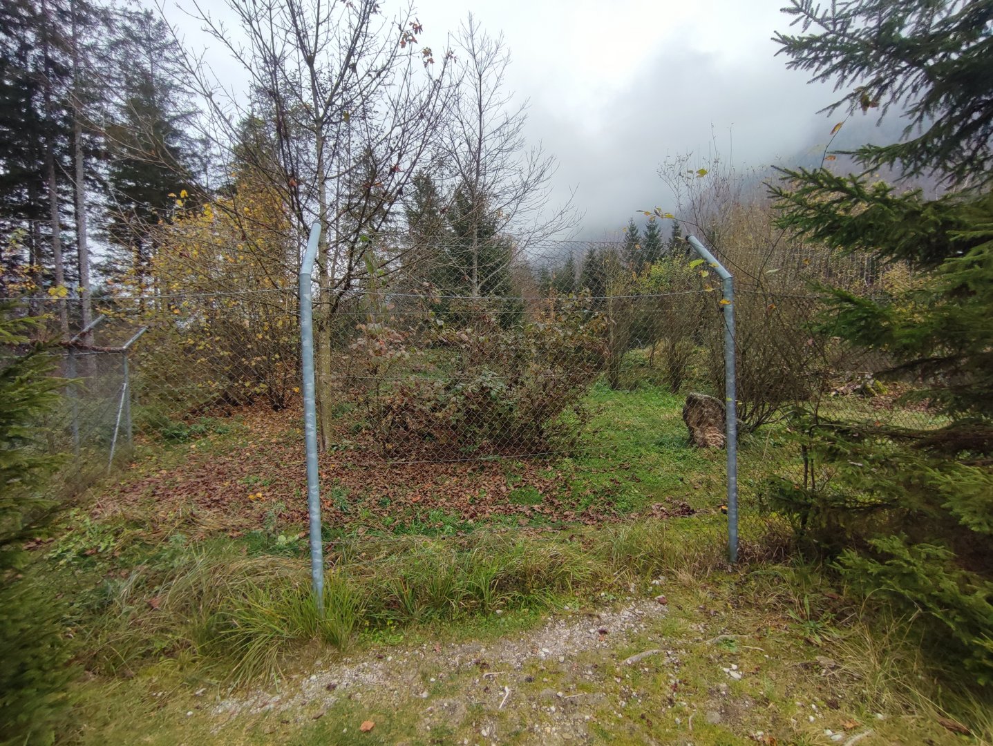 European golden jackal enclosure - Wildpark Grünau/Cumberland