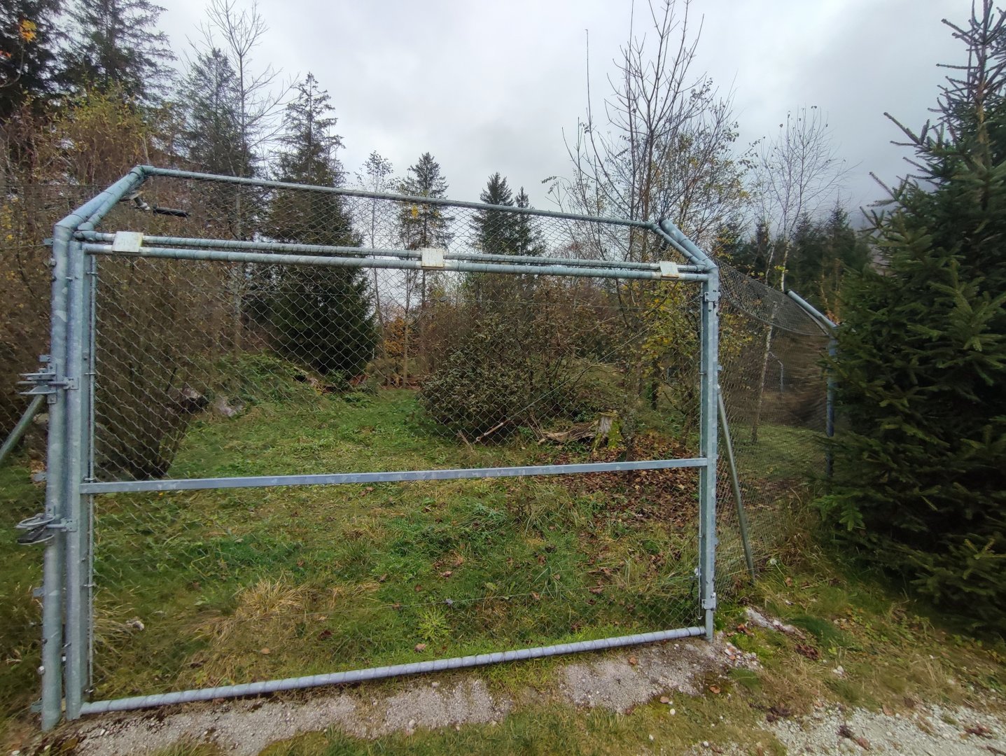 European golden jackal enclosure - Wildpark Grünau/Cumberland