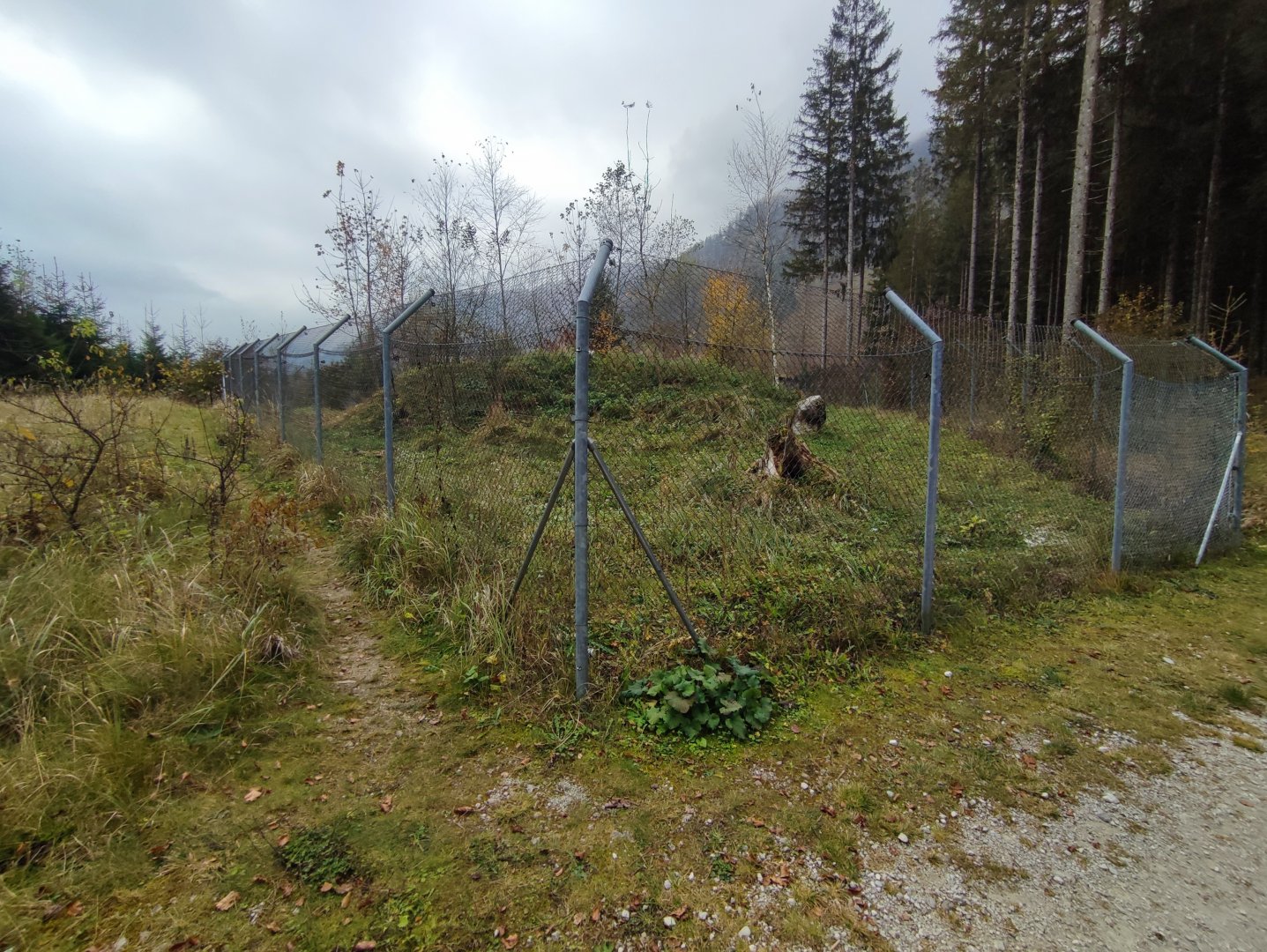 European golden jackal enclosure - Wildpark Grünau/Cumberland
